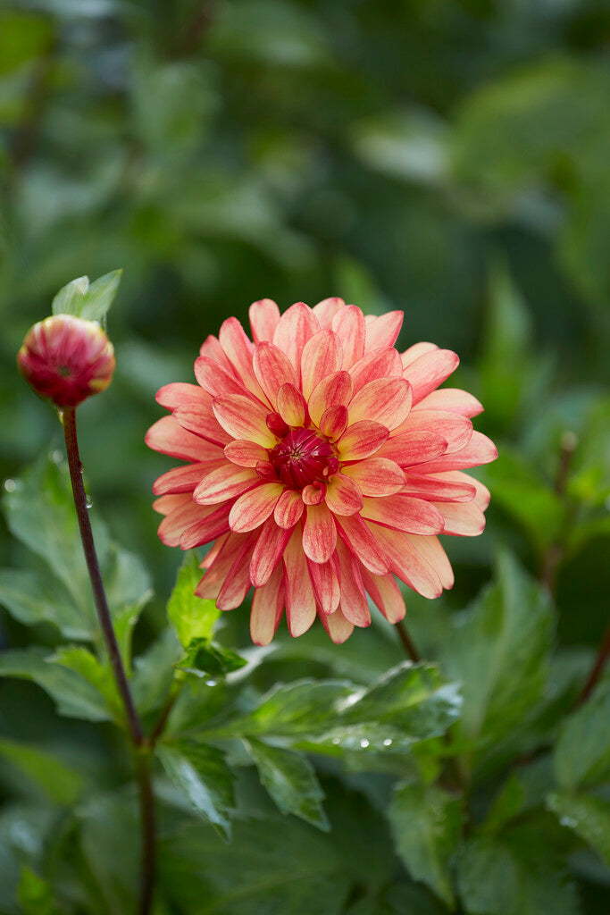 Dahlia Dekorative Crazy ben 1-pakning NYHET